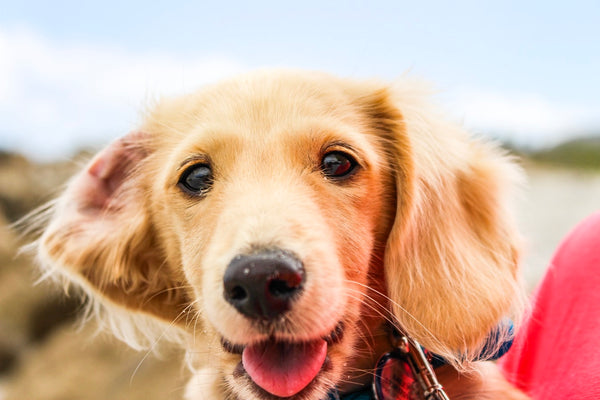 6 Sure Methods on How to Tell a Dog's Age