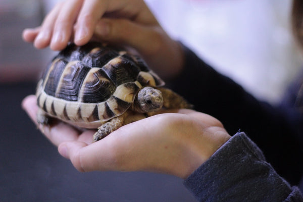 Best Pet Turtles