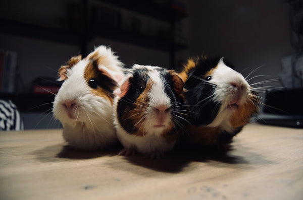 Types of Guinea Pigs