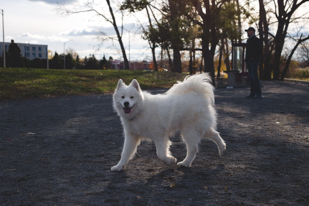 Top Things to Know Before a Samoyed Adoption