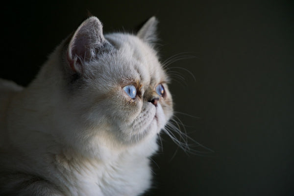 Learn How to Help a Cat Lose Weight