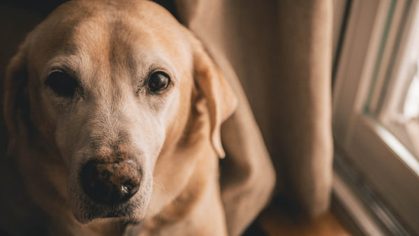 What Do You Need to Know Before a Labrador Adoption