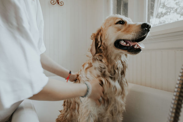 Which Dog Breed is Right for Me