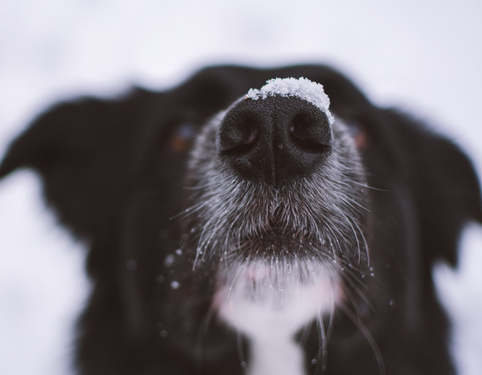 Dog Whiskers: Everything You Need to Know