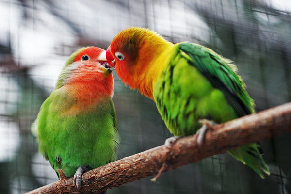Pet Bird Names for New Bird Owners