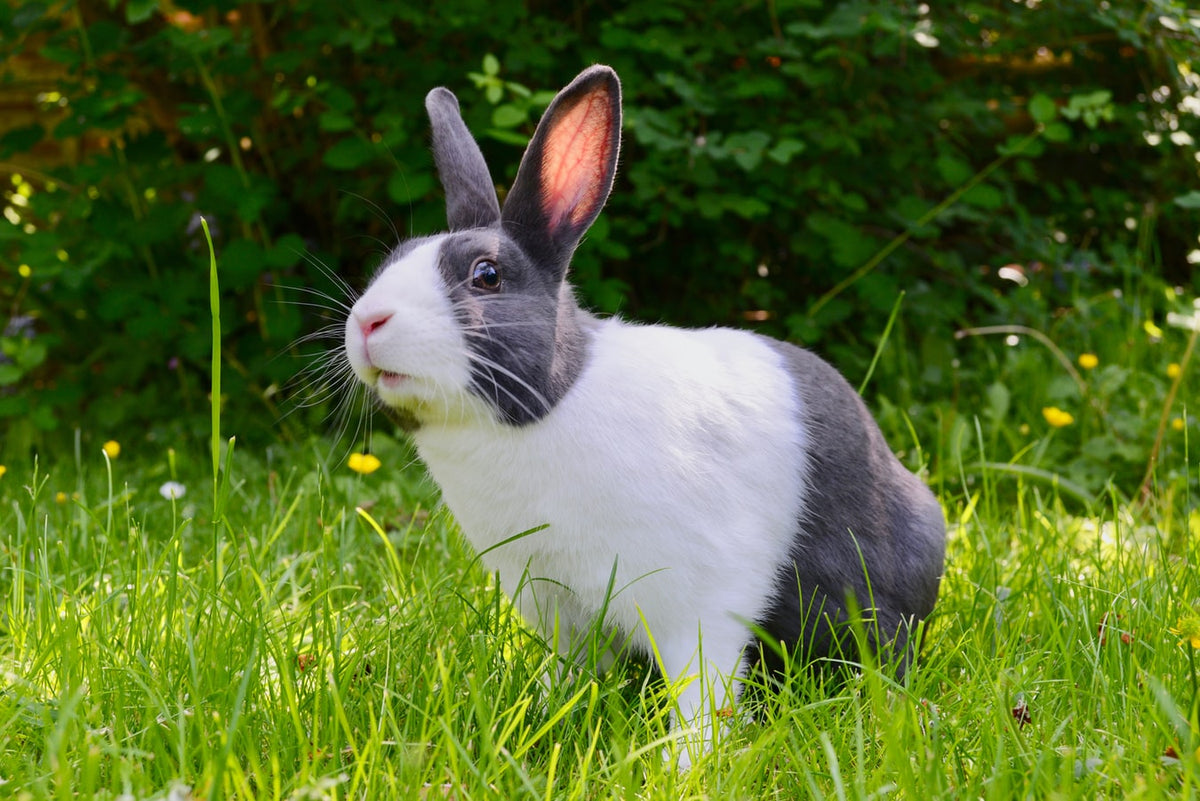 Large Rabbit Breeds: What You Need to Know โ Petsmont