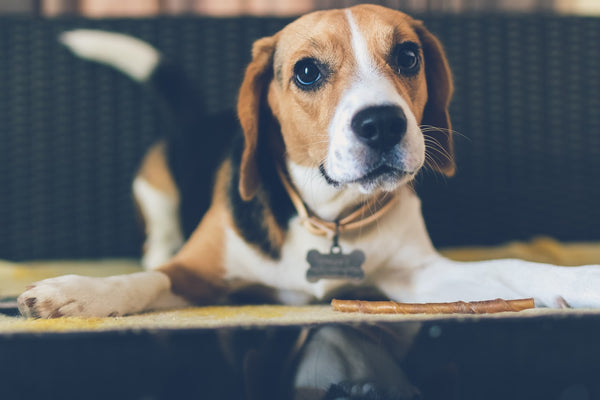 Here Are 7 of the Best Dog Training Treats