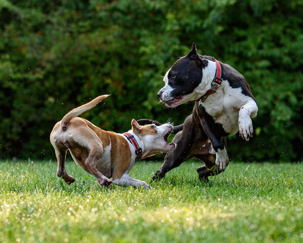 How to Use Dog Agility Equipment at Home