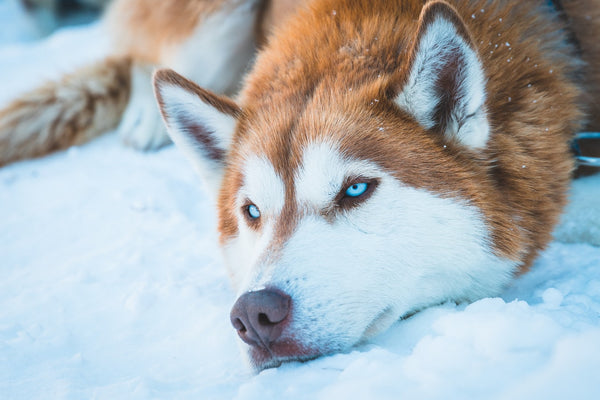 What Is The Best Dog Food For Huskies?