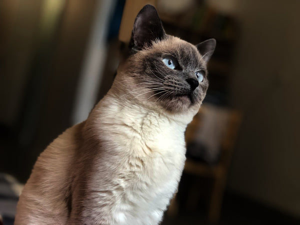 Here Are 5 Amazing and Wonderful Non-Shedding Cats