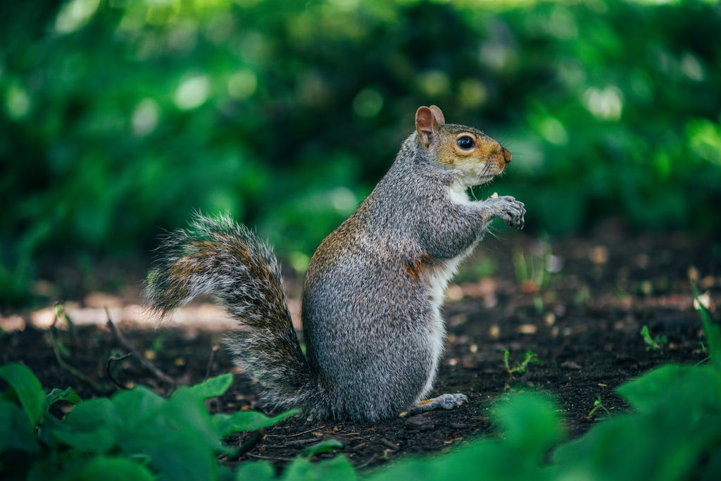 Best Tips for Baby Squirrel Care