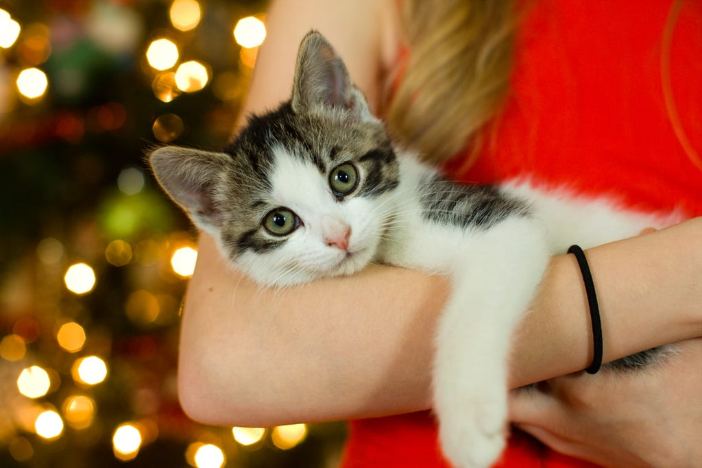 Here Are the 5 Best Gifts for Cat Lovers