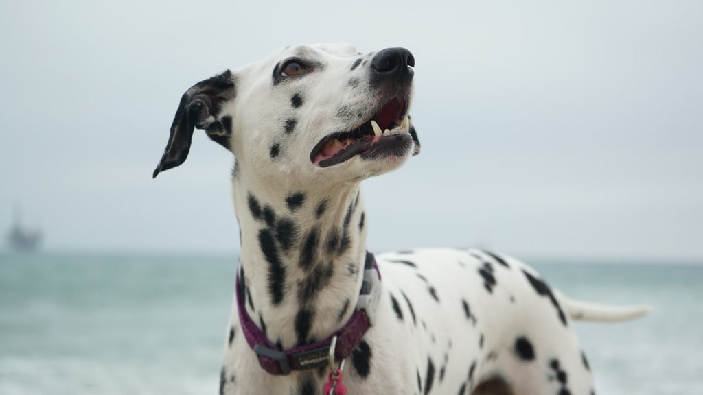 Everything You Need To Know About Dalmatian Temperament