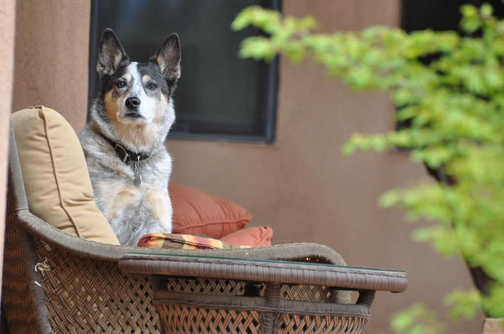 Best Things to Know When Getting an Australian Cattle Dog Rescue