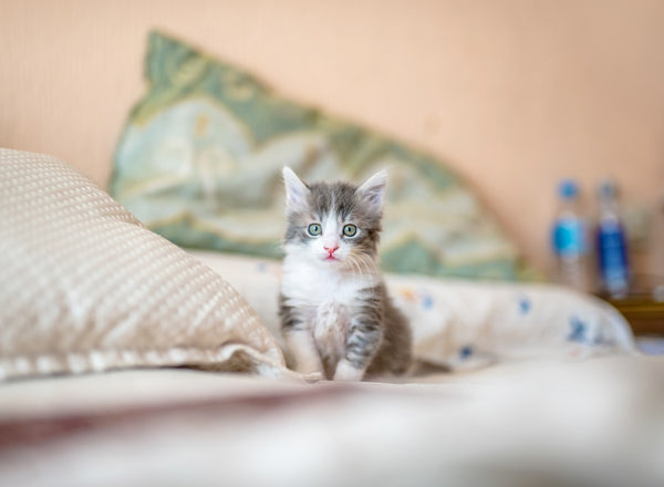 The Best Cat Food For Sensitive Stomachs: What You Need To Know