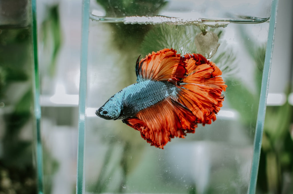 What Fish Can Live with Bettas?
