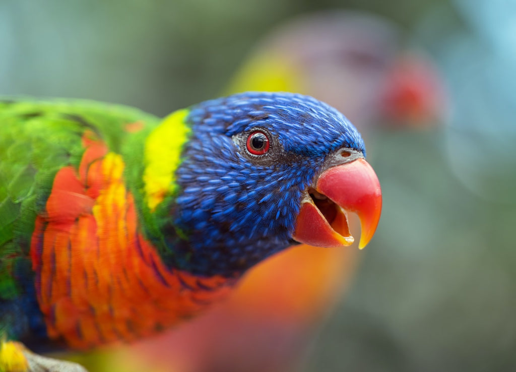 You Need to Know These 5 Types of Lorikeets