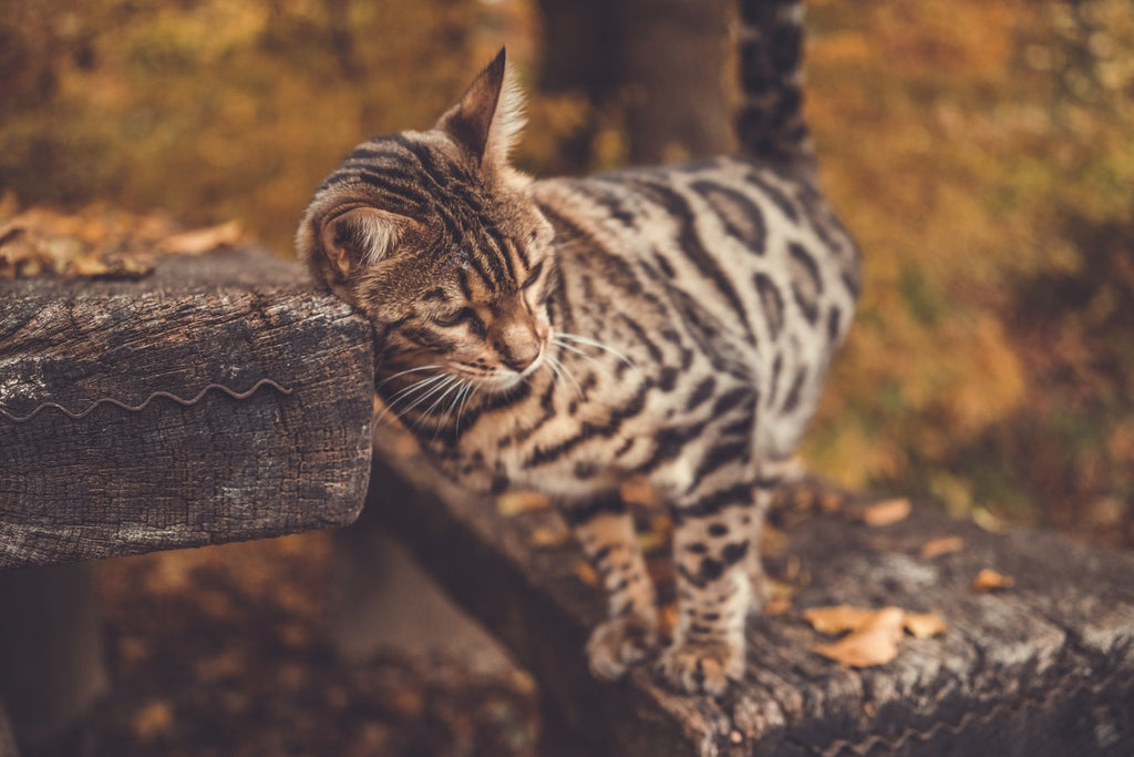 Bengal Cat Adoption: Everything You Need to Know