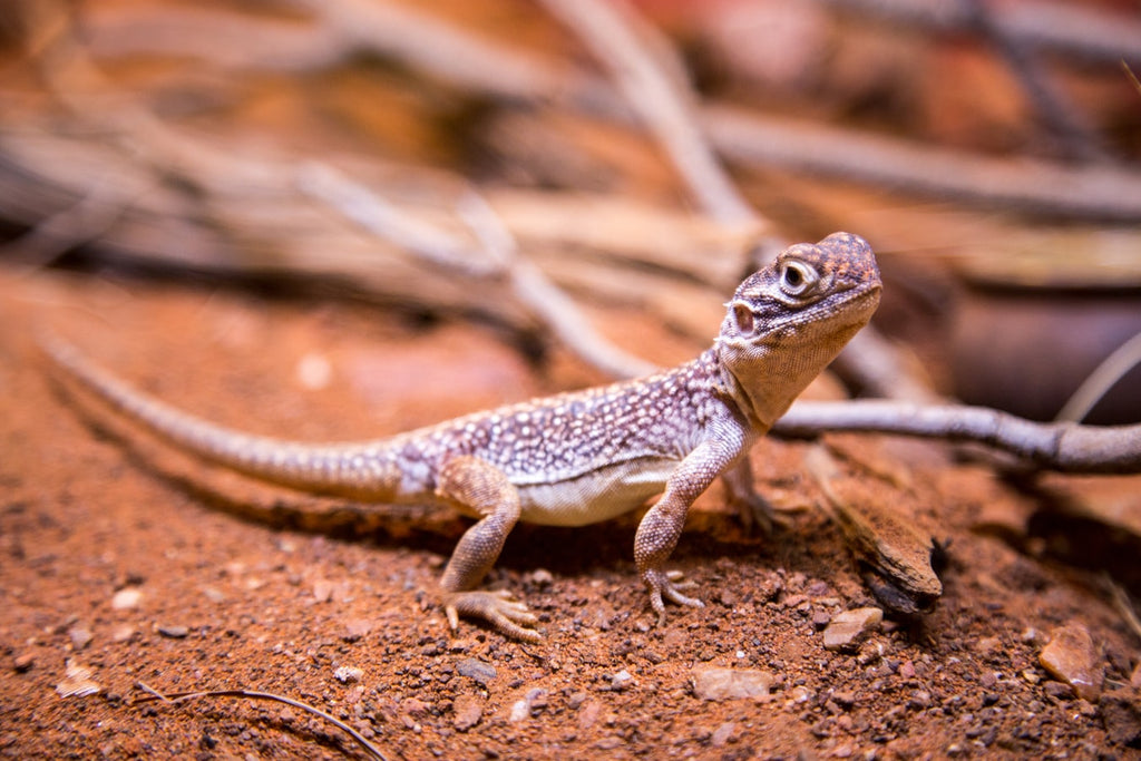 Types of Pet Geckos
