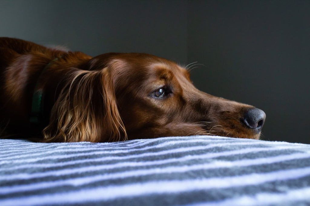 See These Top 5 Sick Dog Symptoms You Should Know