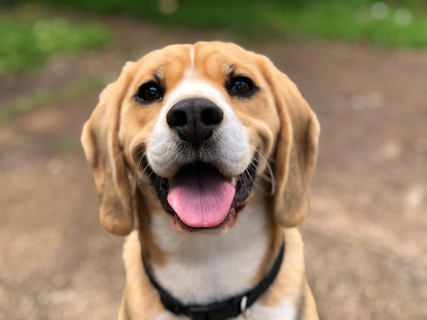 Everything You Need to Know About Dog Body Language