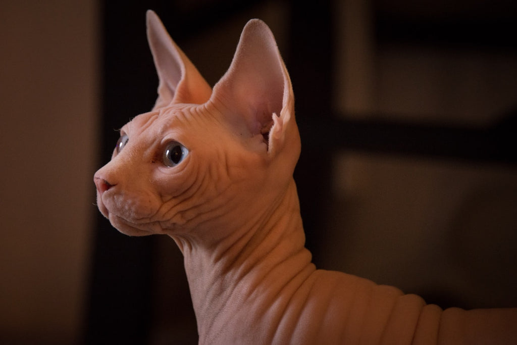 Sphynx Cat Adoption: How to Care for the Perfect Hairless Cat