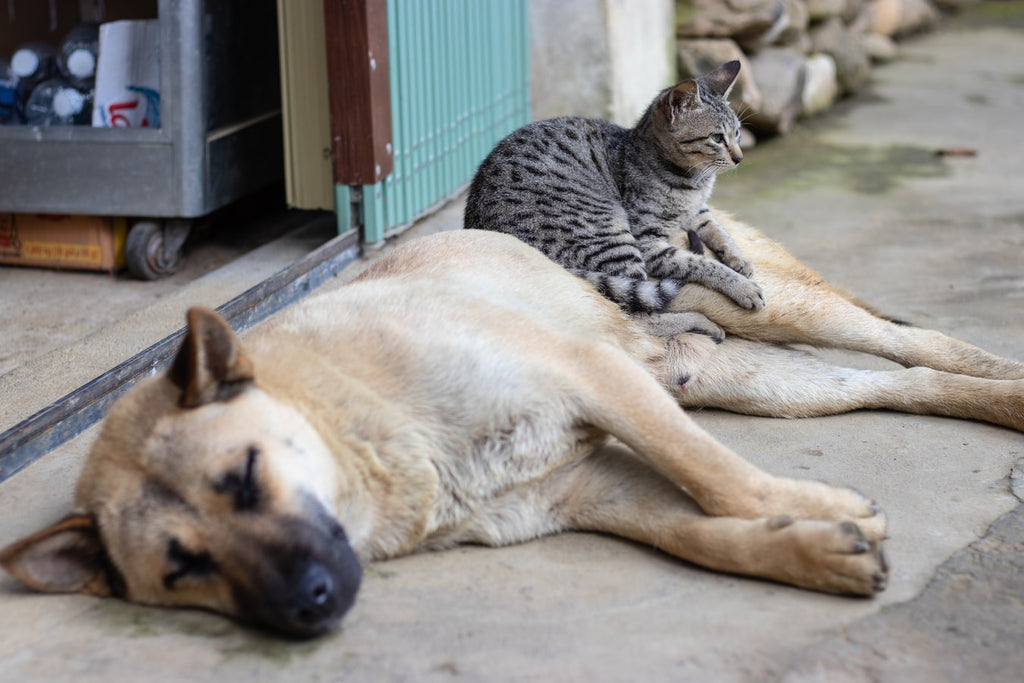 What Are The 5 Best Dogs For Cats Petsmont What are the 5 best dogs for cats petsmont