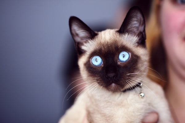 Siamese Cat Names