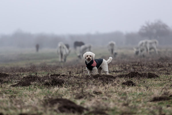 Most Common Types of Herding Dogs