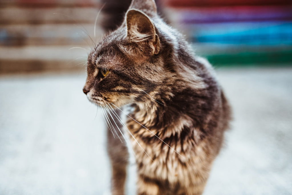 What Is The Best Cat Food For Allergies?