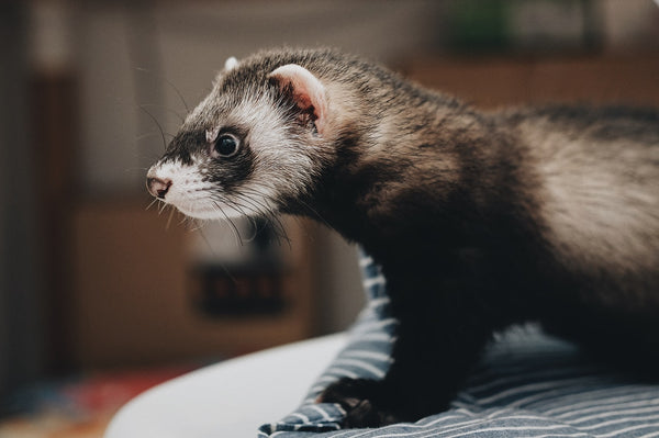 Ferret Food