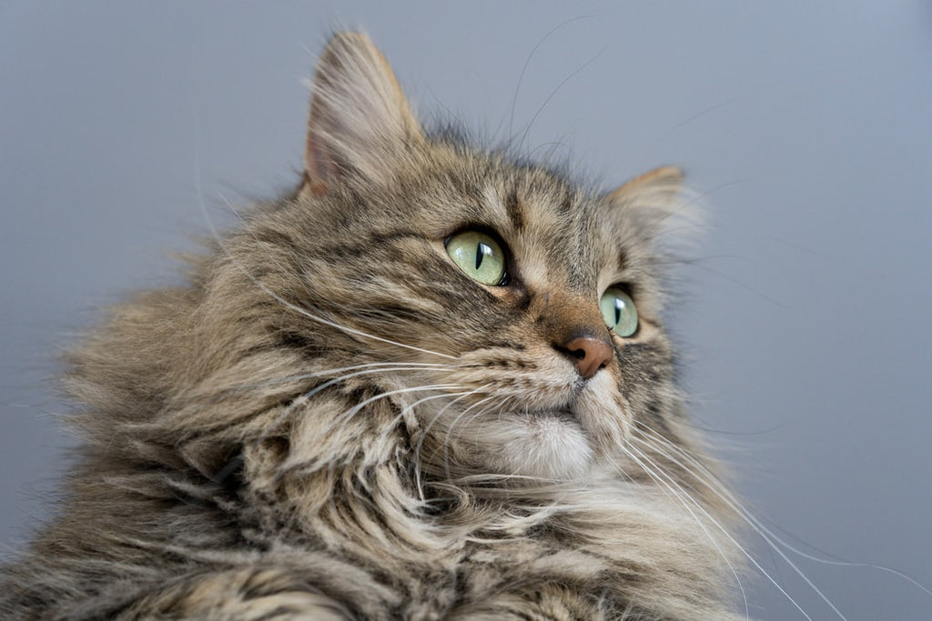 Maine Coon: What You Need To Know About The Largest Domesticated Cat