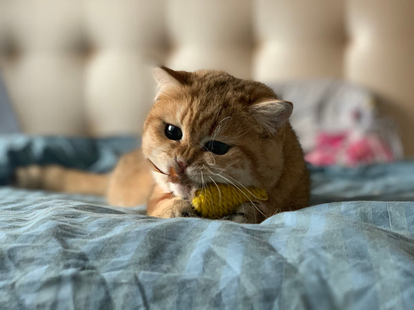 Fluffy Cat Breeds