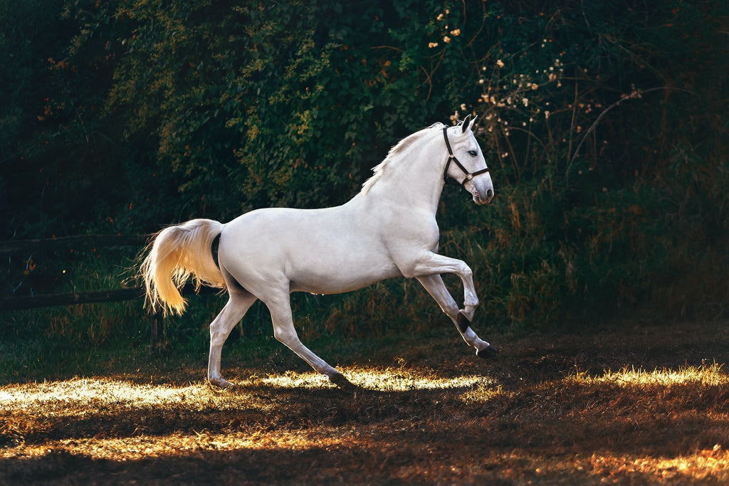 What Is the Average Lifespan of a Horse?