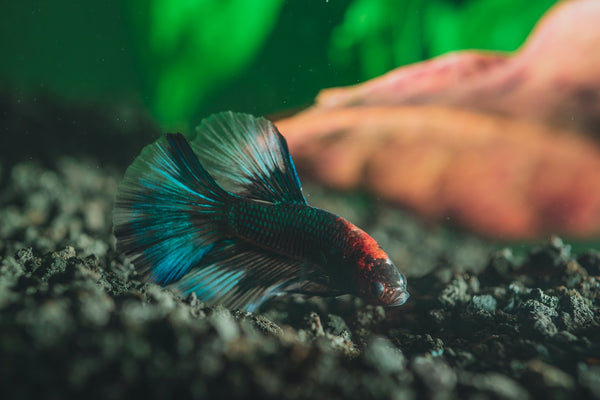 Do Betta Fish Sleep?