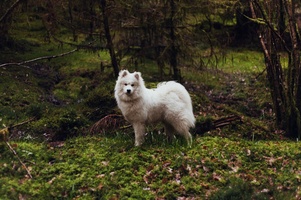 The Oldest Dog Breeds: You Need to Know These 5 Dogs