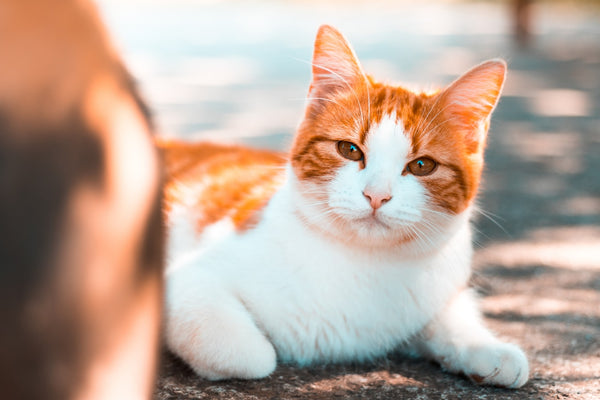 The Japanese Bobtail Cat: Everything You Need to Know Before Adoption