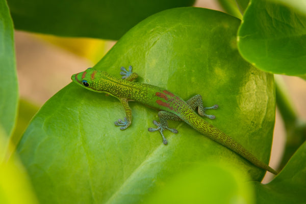 Gecko Care