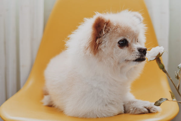 See These 5 Dogs That Look Like Teddy Bears