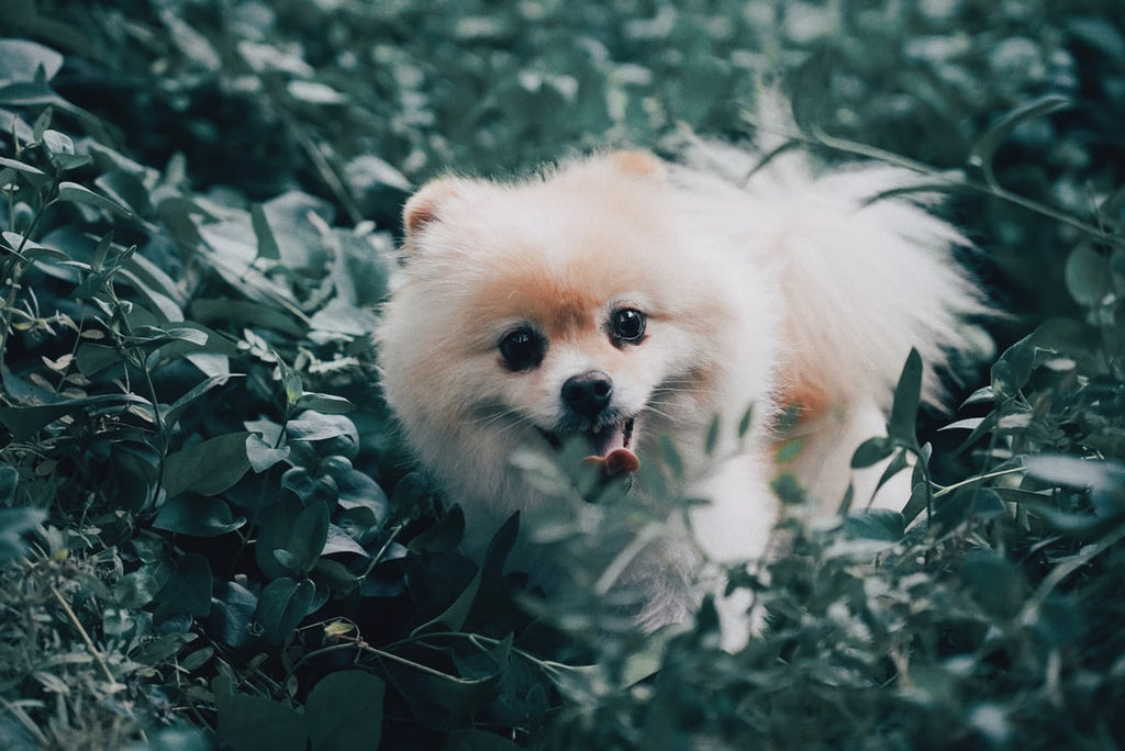 Tips for Increasing the Pomeranian Lifespan