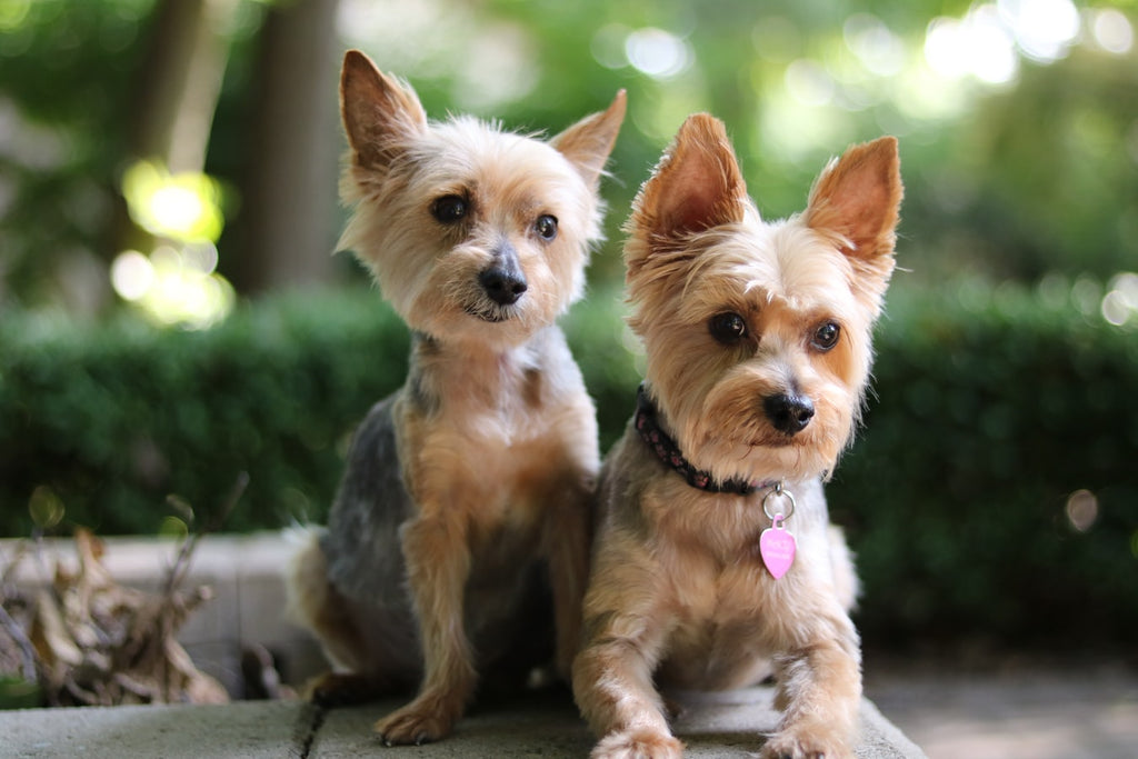 Types of Yorkies and How to Care for Them