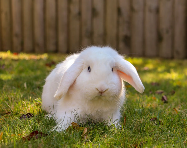 Here Are 4 Perfect Foods for the Ultimate Rabbit Diet