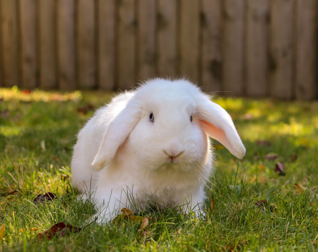 Here Are 4 Perfect Foods for the Ultimate Rabbit Diet