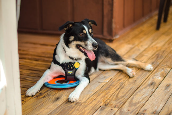 How to Make Your Dog a Service Dog