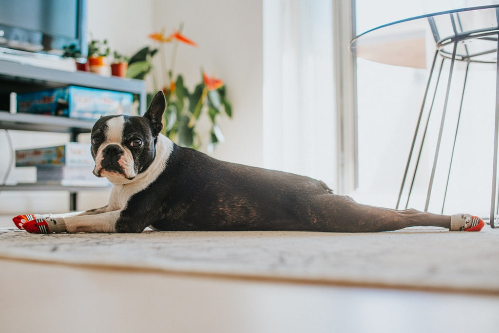 See These Top 7 Best Dog Breeds for Apartments