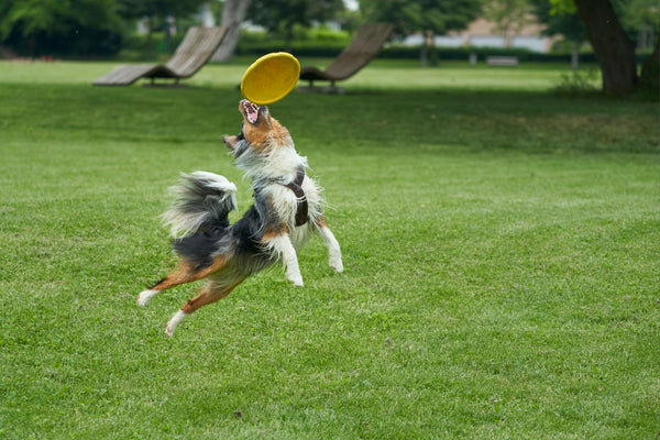 Best Puppy Toys for Your Little Buddy