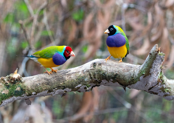 The Best Types of Finches To Have as Pets