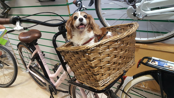 Amazing Facts and Traits of the Cavalier Dog