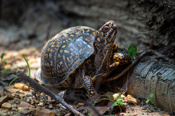 Box Turtle Care