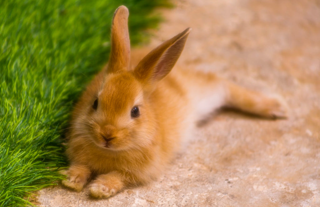 10 Awesome Tips For Wonderful Pet Rabbit Care